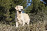 GOLDEN RETRIEVER 503